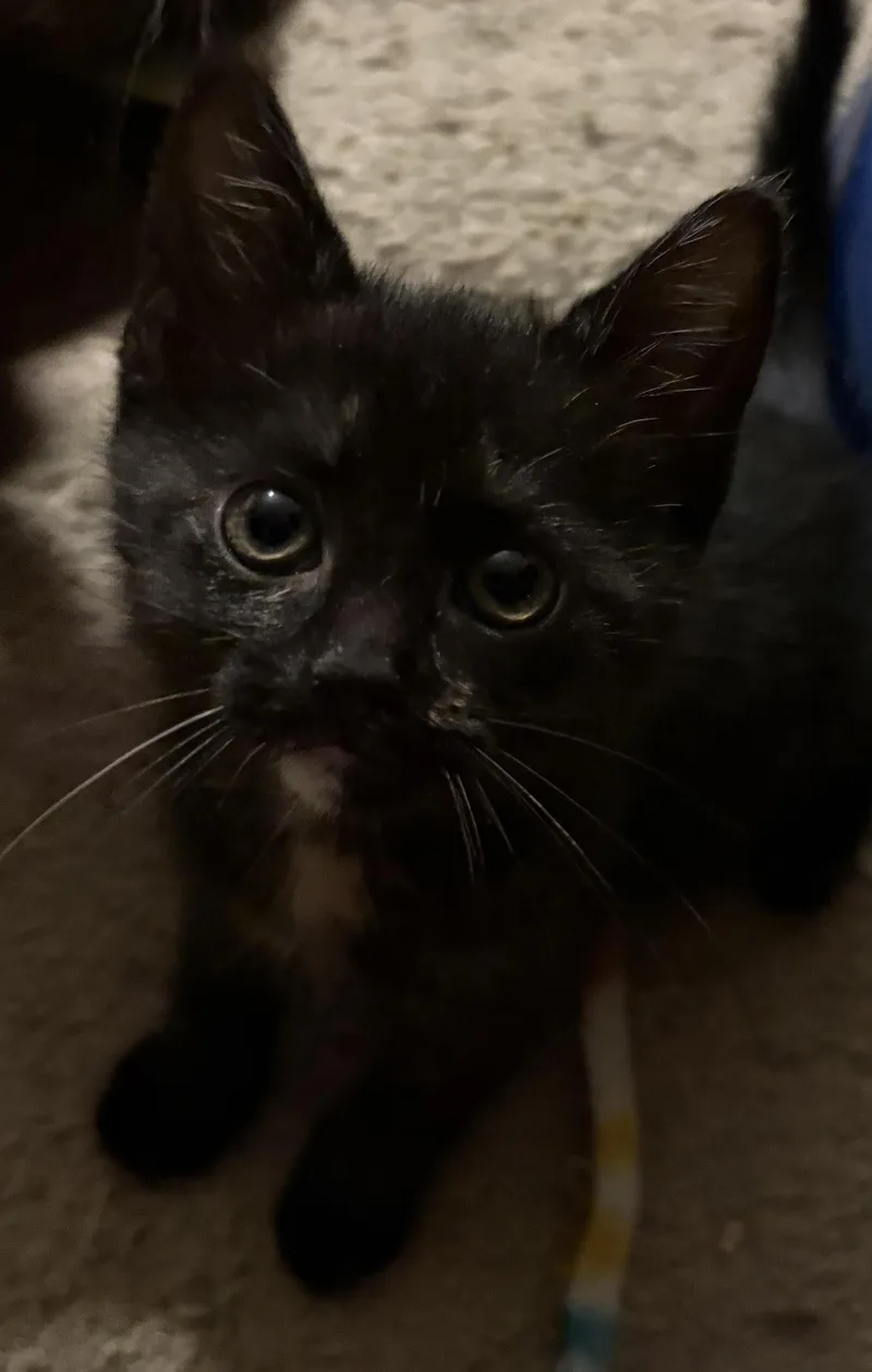 A baby medium-sized female Domestic Short Hair cat named Sophia for adoption in Chesapeake Beach, MD