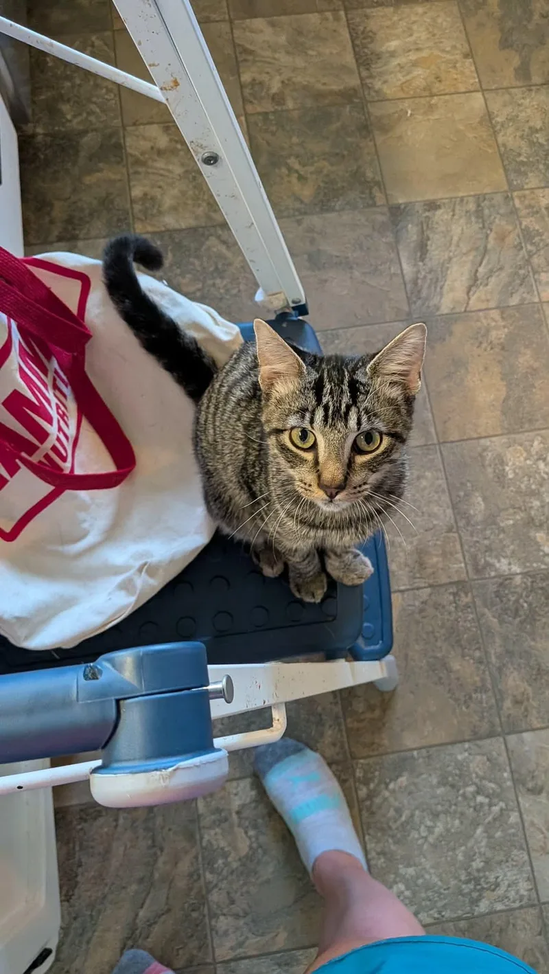 A baby medium-sized male Domestic Short Hair cat named Cowboy for adoption in Sioux Falls, SD