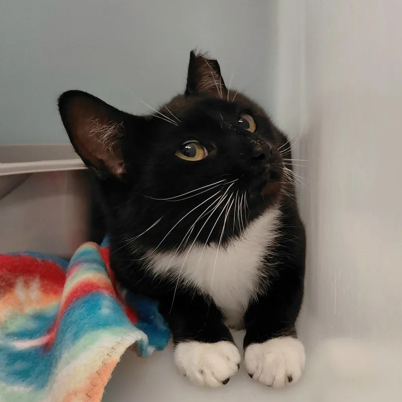 An adult medium-sized female Black Domestic Short Hair cat named Rapunzel for adoption in Gloucester, VA