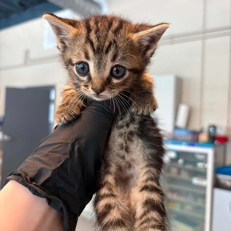 A baby small-sized male Brown / Chocolate Domestic Short Hair cat named Pine Cone for adoption in Huntington, WV