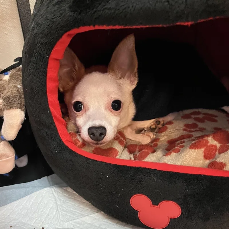 Angel and Peanut thumbnail 2