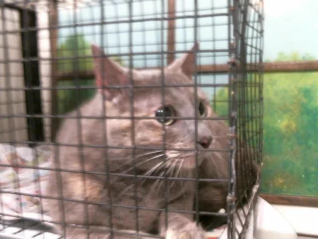 An adult large-sized female Domestic Short Hair cat named Liesl for adoption in Houston, TX
