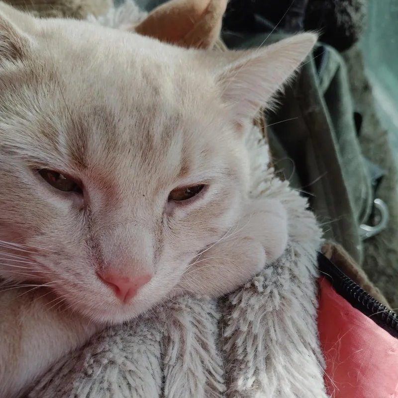 A baby small-sized male Orange / Red American Shorthair cat named Buster Found for adoption in Rochester, MN