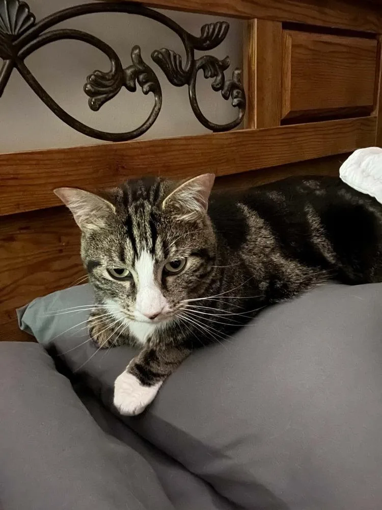 An adult medium-sized male Domestic Short Hair cat named Boots for adoption in Virginia Beach, VA