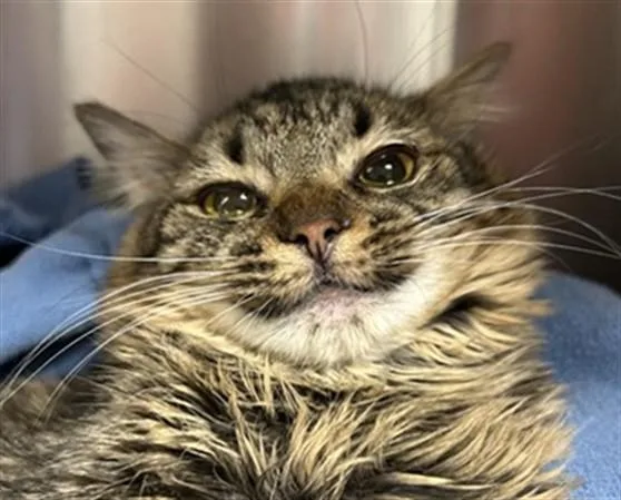 A young medium-sized female Domestic Long Hair cat named Coco for adoption in Dedham, MA