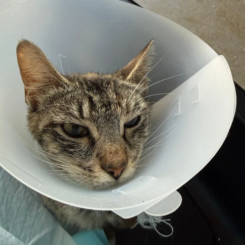 A young medium-sized female Brown / Chocolate Domestic Short Hair cat named Priya for adoption in Leander, TX