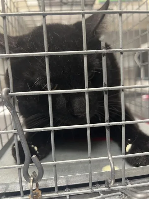 An adult large-sized male Domestic Short Hair cat named Tiberius for adoption in Las Vegas, NV