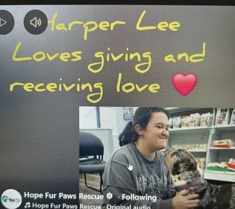 An adult medium-sized female White / Cream Pit Bull Terrier dog named Harper Lee for adoption in Lonsdale, AR
