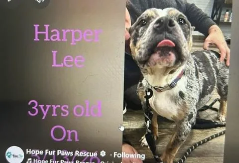 Harper Lee thumbnail 4