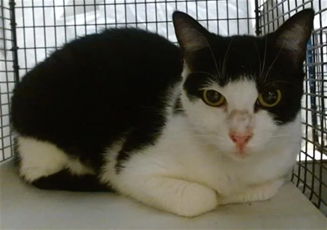 An adult small-sized female Domestic Short Hair cat named Farrah for adoption in Miami, FL