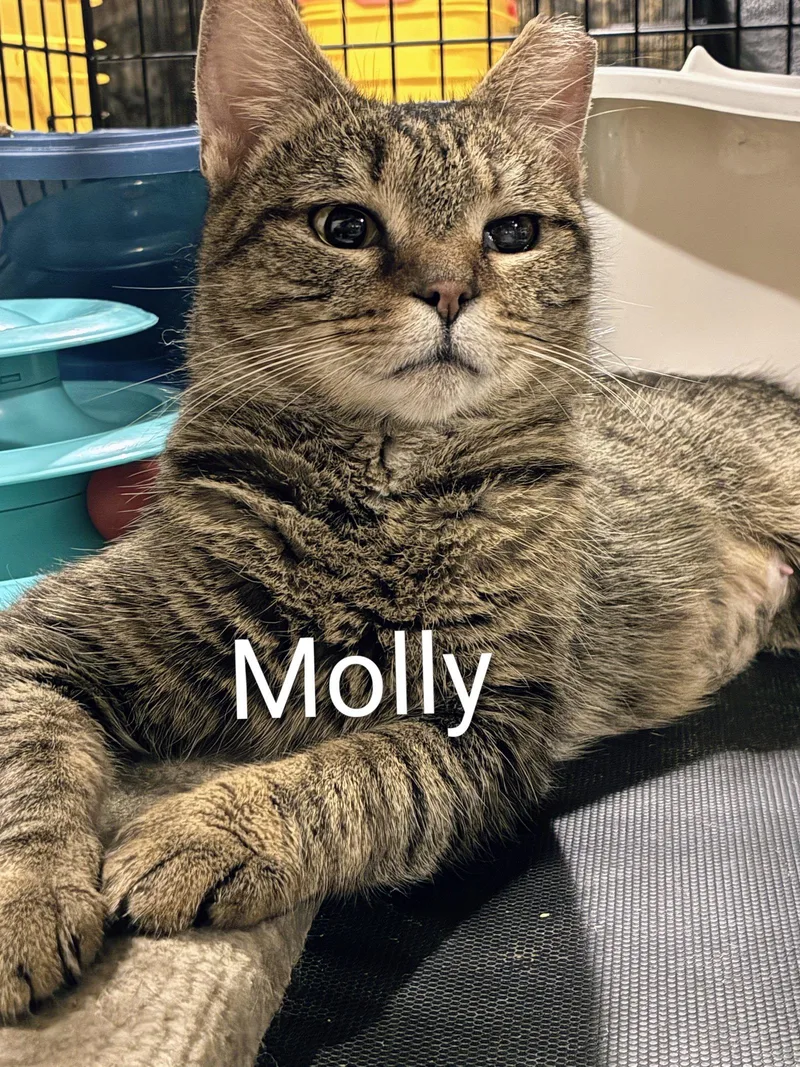 A young medium-sized female Domestic Short Hair cat named Molly for adoption in Allentown, PA