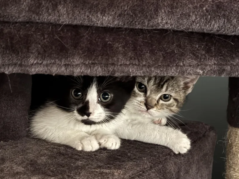 Lilo