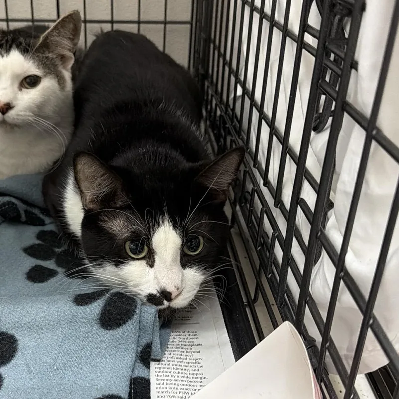A young large-sized male Domestic Short Hair cat named Redwood for adoption in Tacoma, WA
