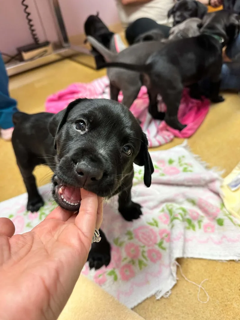 A young medium-sized male Pit Bull Terrier dog named Theo for adoption in Shillington, PA
