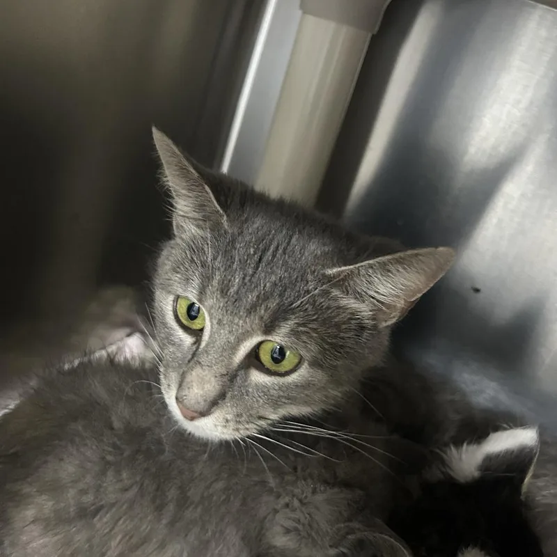 A young small-sized female Gray / Blue / Silver Domestic Short Hair cat named Mamma Mia for adoption in Yanceyville, NC