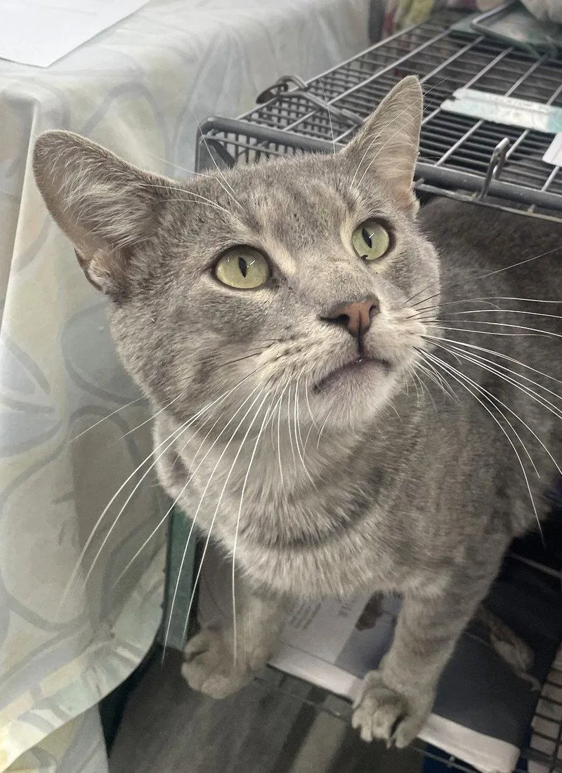 An adult medium-sized male Domestic Short Hair cat named Tipper for adoption in Trenton, NJ