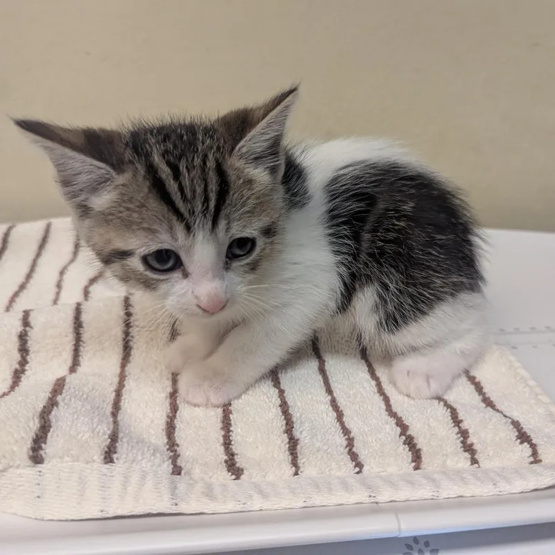 A baby small-sized female Brown / Chocolate Domestic Short Hair cat named Daisy Duck for adoption in Pasadena, CA