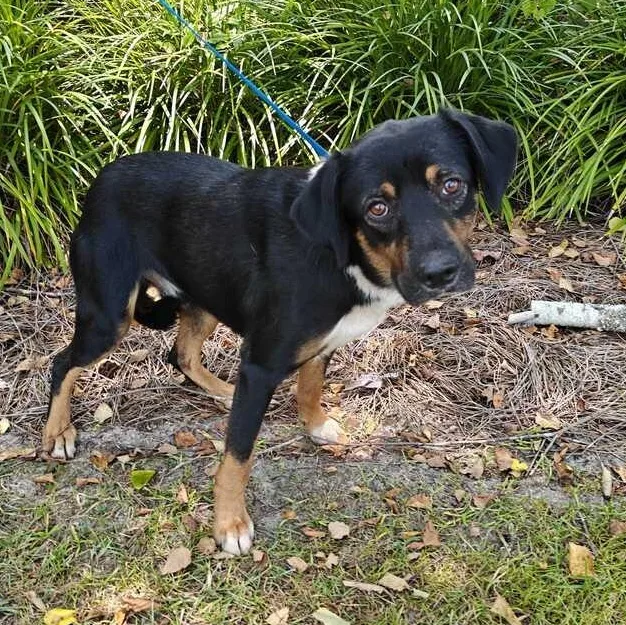 A young medium-sized male Tricolor (Brown, Black, & White) Shepherd dog named Roscoe for adoption in Valdosta, GA