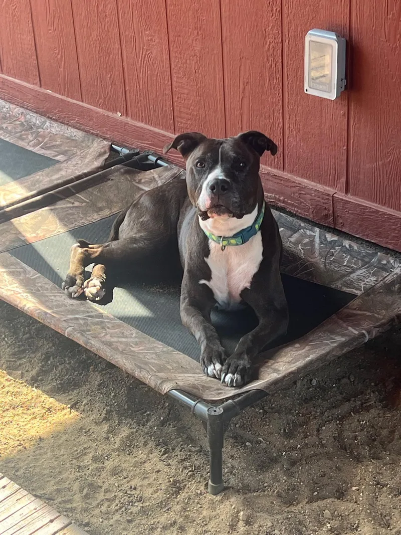An adult medium-sized female Pit Bull Terrier dog named Darma for adoption in SHERIDAN, WY