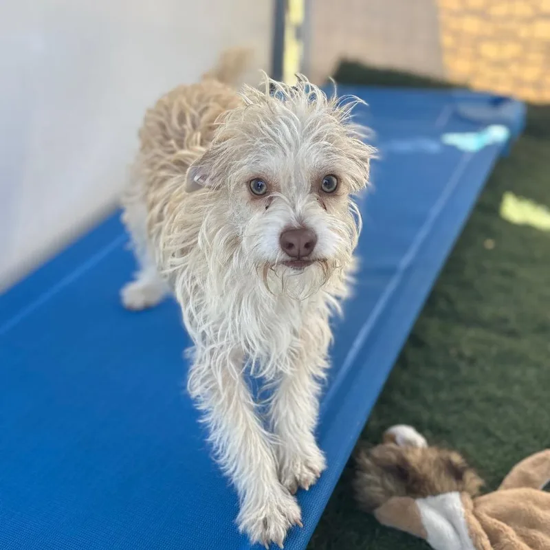 A young small-sized male Golden Terrier dog named Wasabi for adoption in San Pablo, CA