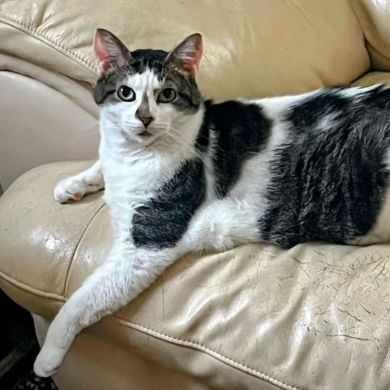 Banana Split thumbnail 3