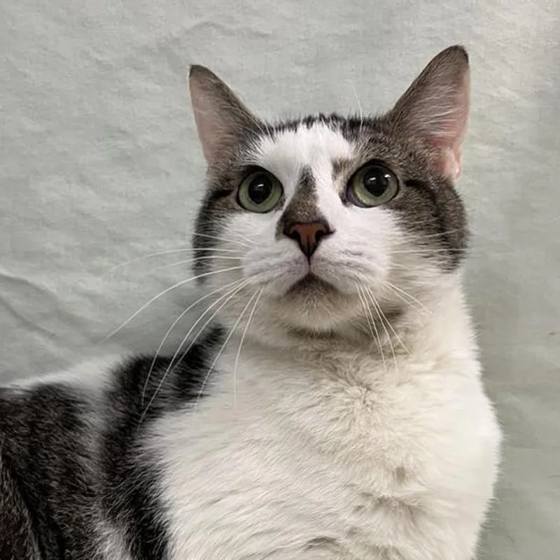 Banana Split thumbnail 5