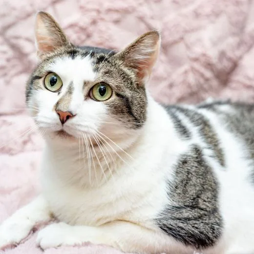 Banana Split thumbnail 6