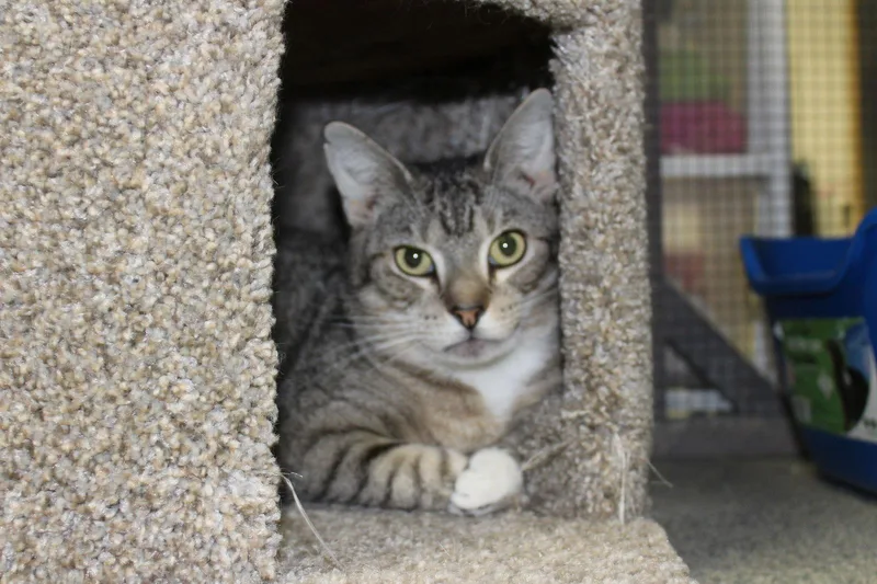 An adult large-sized female Tiger cat named Bon Bon for adoption in Ringwood, NJ