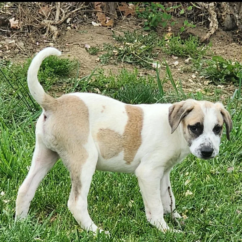 A baby medium-sized male White / Cream Mixed Breed dog named Derk for adoption in Fairfax Station, VA
