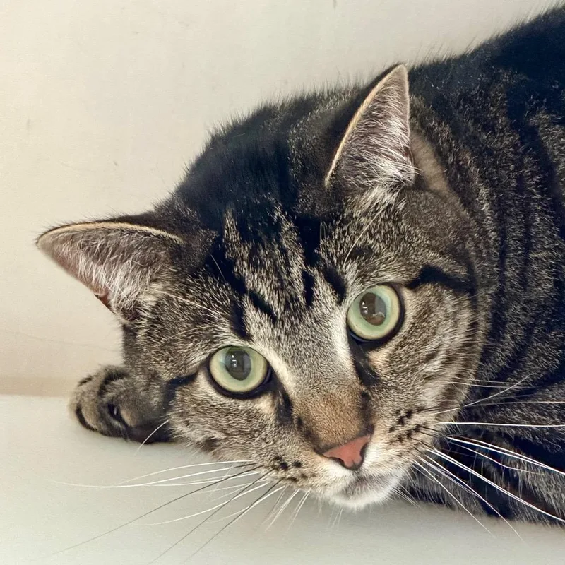 An adult large-sized male Gray / Blue / Silver Domestic Short Hair cat named Mike for adoption in Santa Barbara, CA