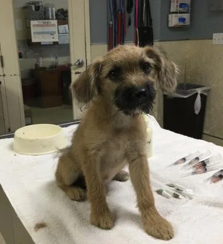 A baby small-sized male Terrier dog named Panchito for adoption in Riverside, CA