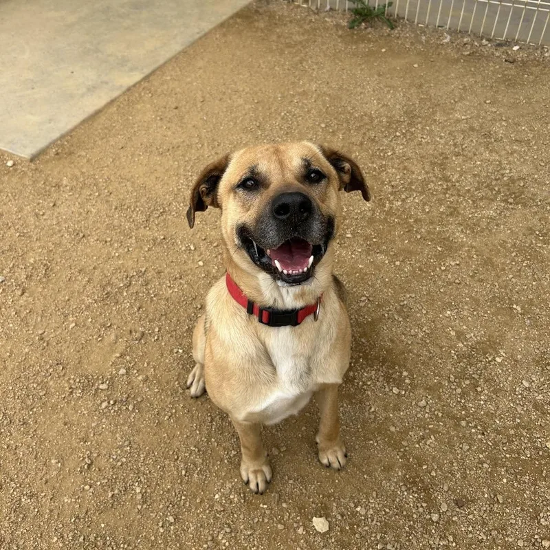 An adult large-sized male Yellow / Tan / Blond / Fawn Mixed Breed dog named Samson for adoption in Bentonville, AR