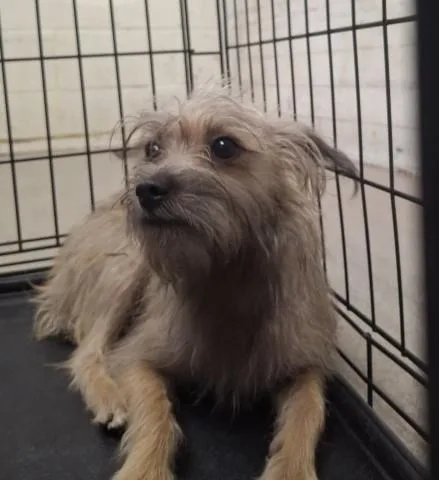 A young small-sized female Terrier dog named Lainey for adoption in San Bernardino, CA