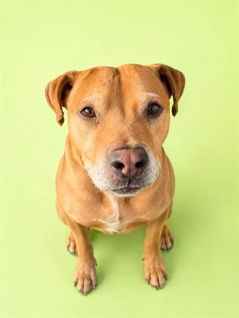 A young medium-sized male Mixed Breed dog named Dino for adoption in Jacksonville, FL