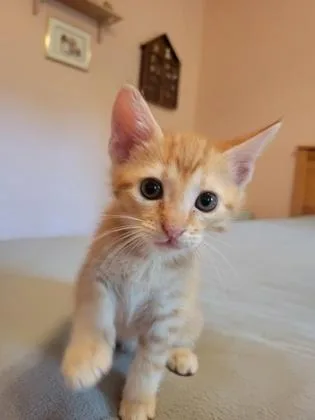 a Teddy