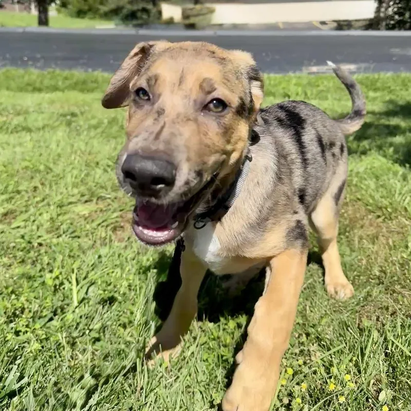 A baby large-sized male Gray / Blue / Silver Catahoula Leopard Dog dog named Cleveland K for adoption in Union, MO