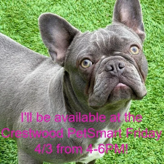 Bullwinkle thumbnail 2