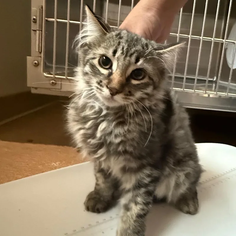 A baby small-sized male Buff / Tan / Fawn Domestic Short Hair cat named Siddy for adoption in Cedaredge, CO