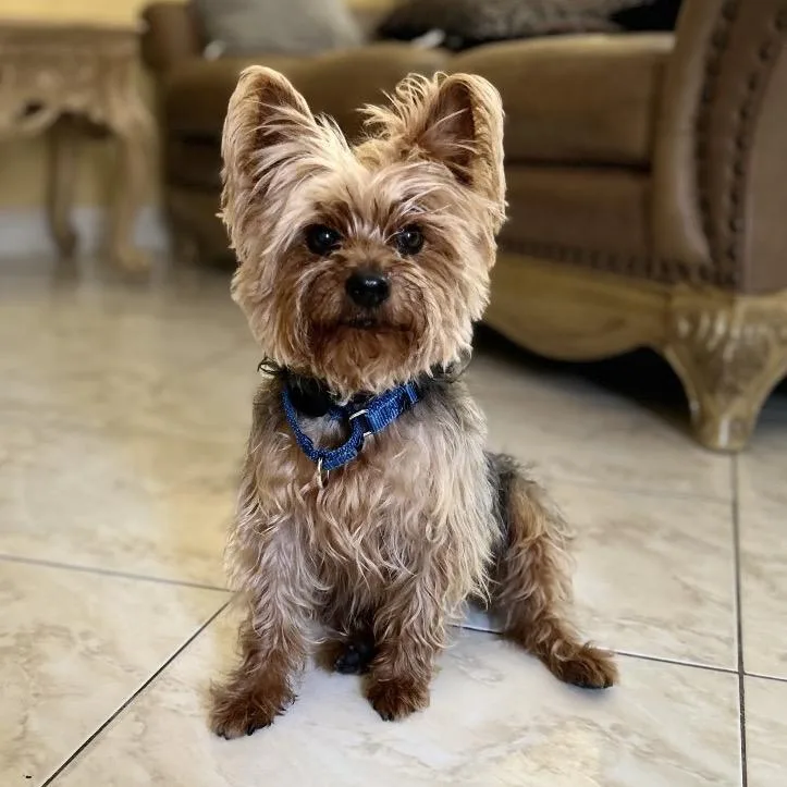 Snickers