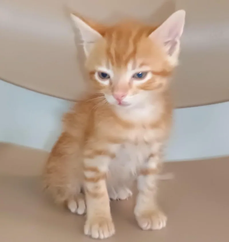 A baby small-sized male Orange & White Tabby cat named Shrimp Dumpling for adoption in Laguna Beach, CA