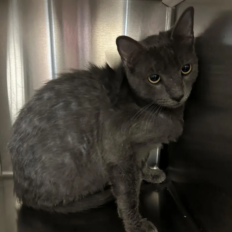 A young small-sized female Gray / Blue / Silver Domestic Short Hair cat named Church for adoption in Norman, OK
