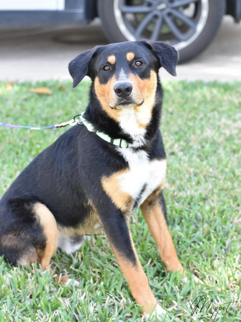 A young medium-sized male German Shepherd Dog dog named Muppet for adoption in Mooresville, NC