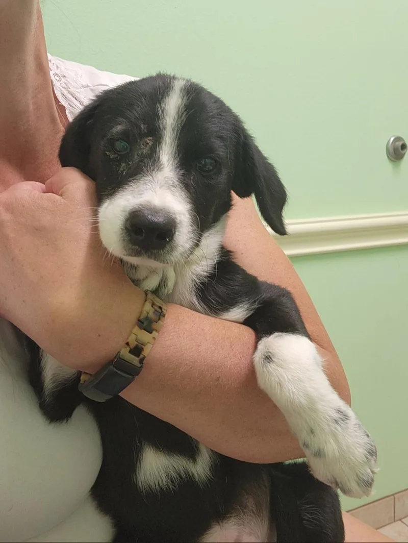 A baby medium-sized female Border Collie dog named Daisy for adoption in Plano, TX