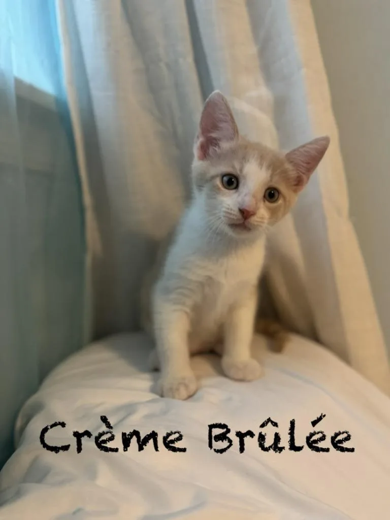 Creme Brulee