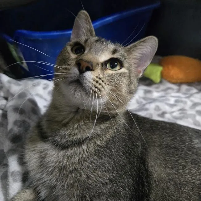 Jax