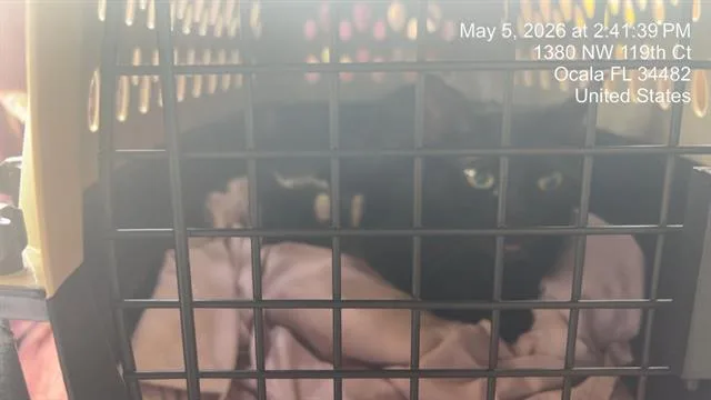 A young small-sized female Domestic Short Hair cat named Jade for adoption in Ocala, FL
