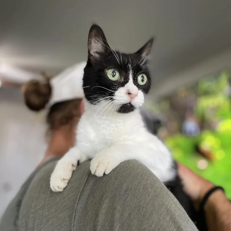 A senior medium-sized female Black Domestic Short Hair cat named Hot Lips for adoption in Ramona, CA