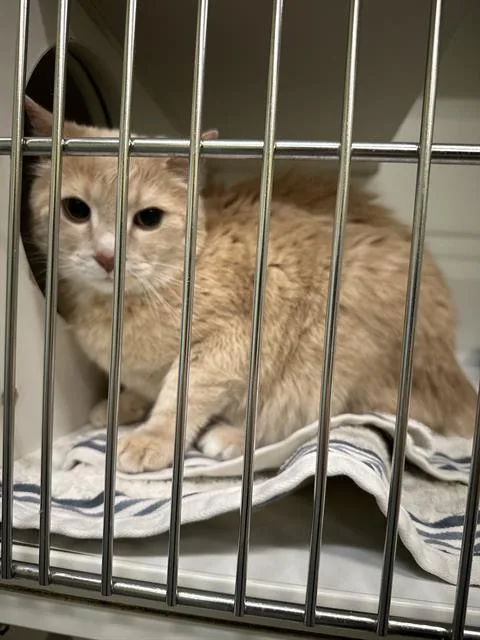 A senior medium-sized male Domestic Short Hair cat named Toby for adoption in Indianapolis, IN