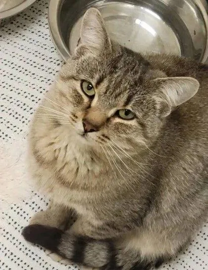 Whiskey