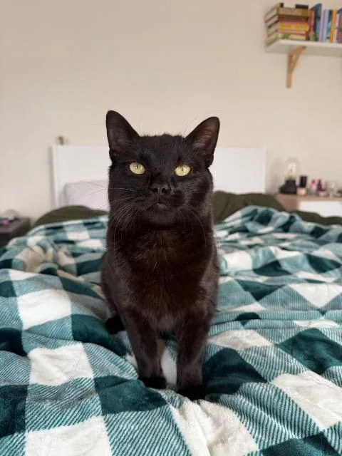 A young medium-sized male Domestic Short Hair cat named Growlithe for adoption in Cincinnati, OH